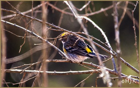 Yellow-rumped Warbler