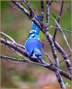 Blue Jay