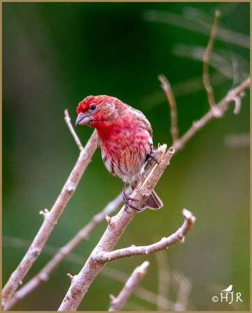 House Finch (M)