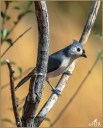 Tufted Titmouse