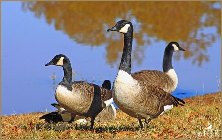 Canada Geese