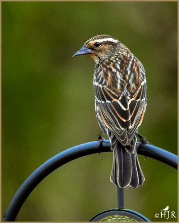 Red-winged Blackbird (F)