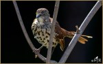 Set#159-b – Brown&nbsp;Thrasher