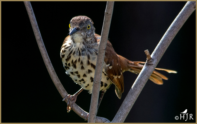 Brown Thrasher
