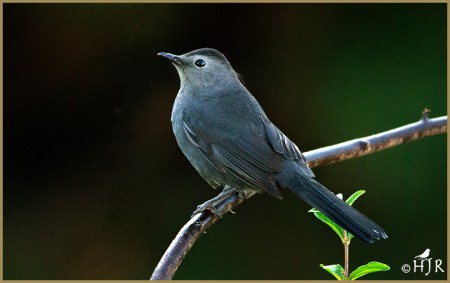 Gray Catbird