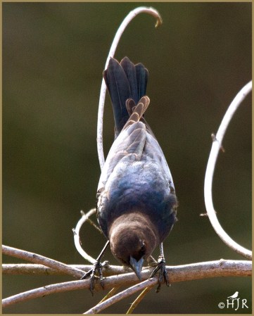 Brown-headed Cowbird (M)