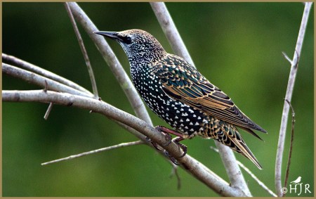 European Starling