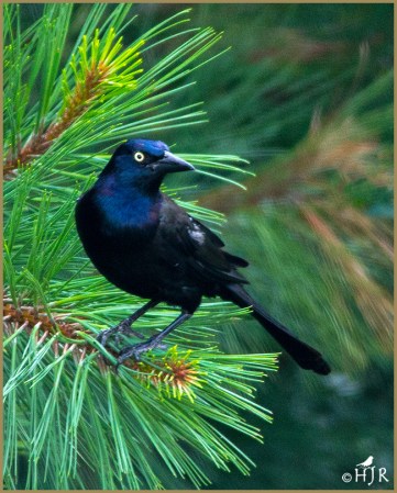 Common Grackle