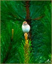 Field Sparrow