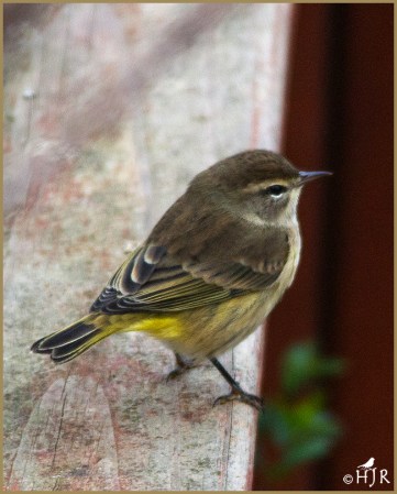 Palm Warbler