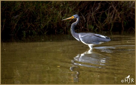 Tricolored Heron