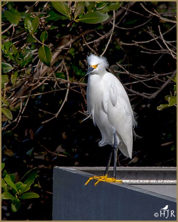 Snowy Egret