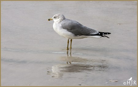 Ring-billed Gull