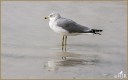 Ring-billed Gull