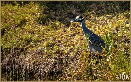 Yellow-crowned Night Heron