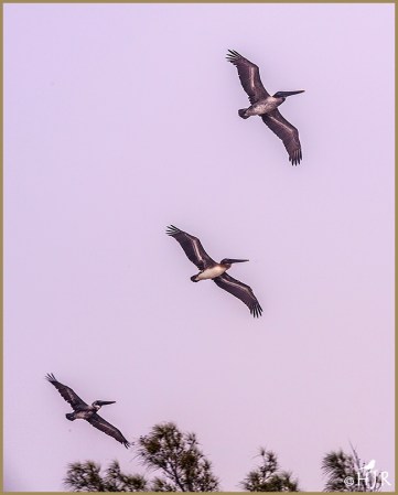 Brown Pelicans