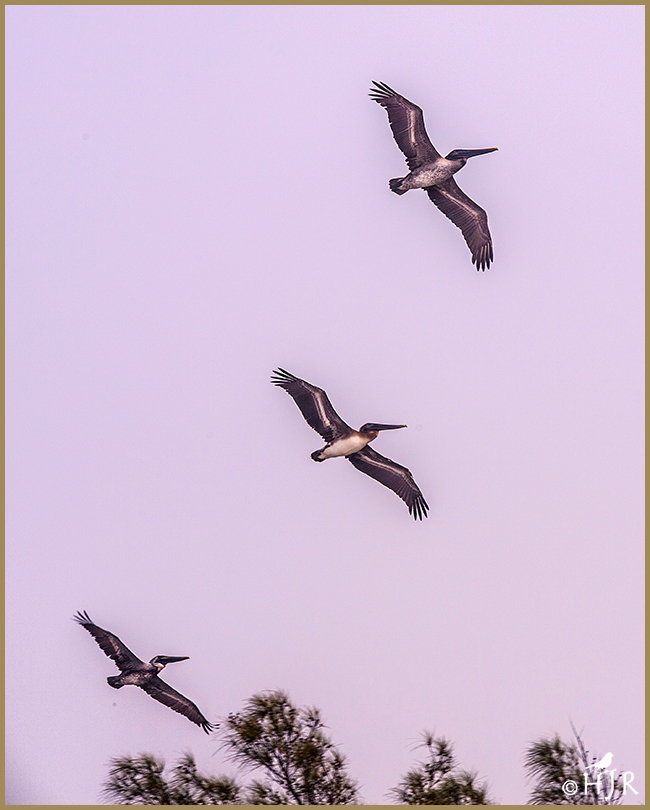 Brown Pelicans