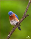 Eastern Bluebird (M)