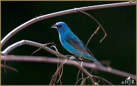Indigo Bunting (M)