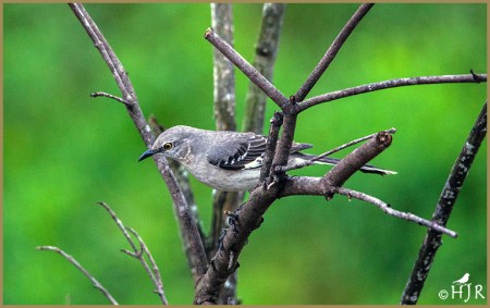 Northern Mockingbird