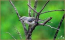 Northern Mockingbird