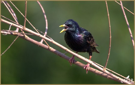 European Starling