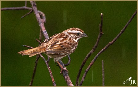 Song Sparrow