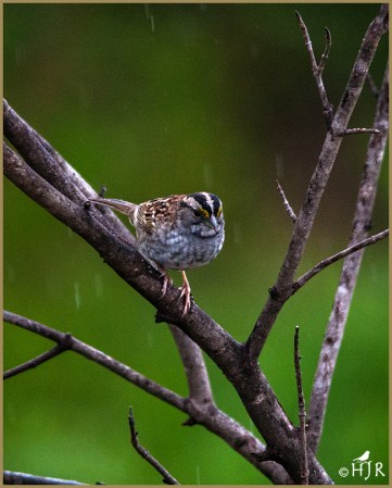 White-throated Sparrow