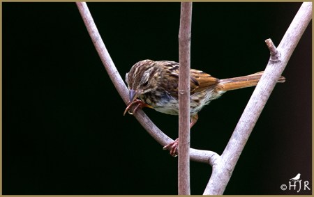 Lincoln's Sparrow