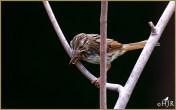 Lincoln's Sparrow