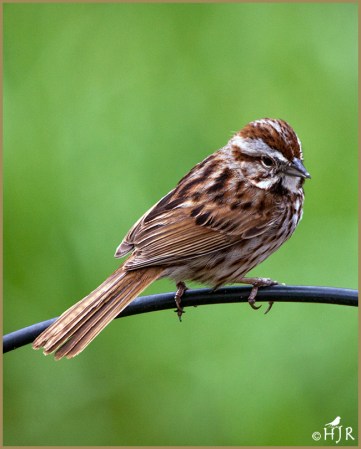 Song Sparrow