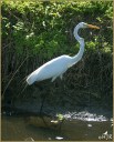 Great Egret