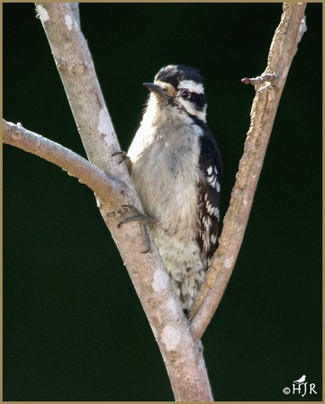 Downy Woodpecker