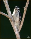 Downy Woodpecker