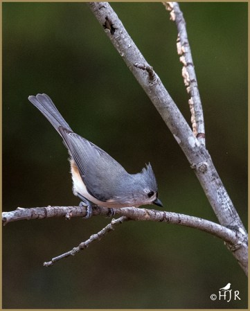 Tufted Titmouse