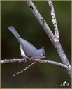 Tufted Titmouse