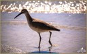 Willet