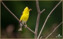 American Goldfinch (M)