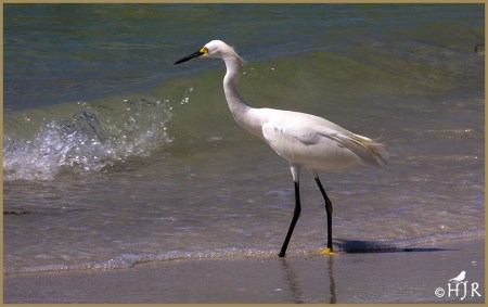 Snowy Egret