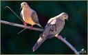 Mourning Doves