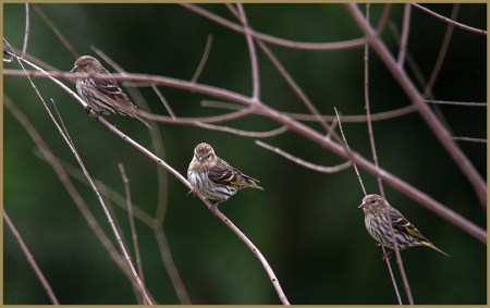 Pine Siskins