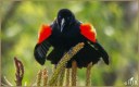 Red-winged Blackbird (M)