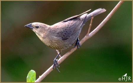 Brown-headed Cowbird (F)