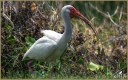 American White Ibis
