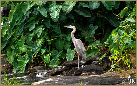 Great Blue Heron