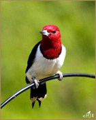 Red-headed Woodpecker