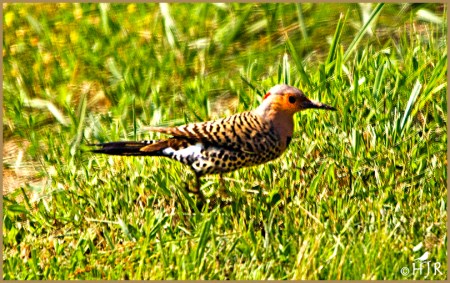 Northern Flicker