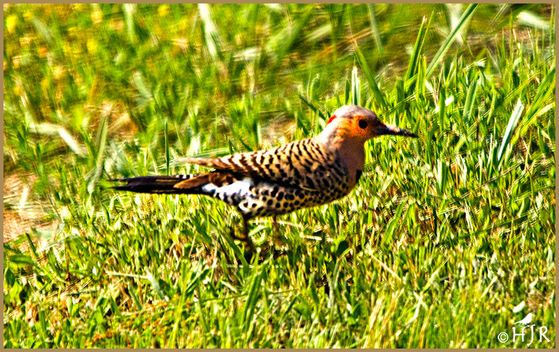 Northern Flicker