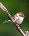 Field Sparrow