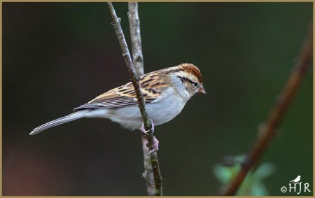 Chipping Sparrow
